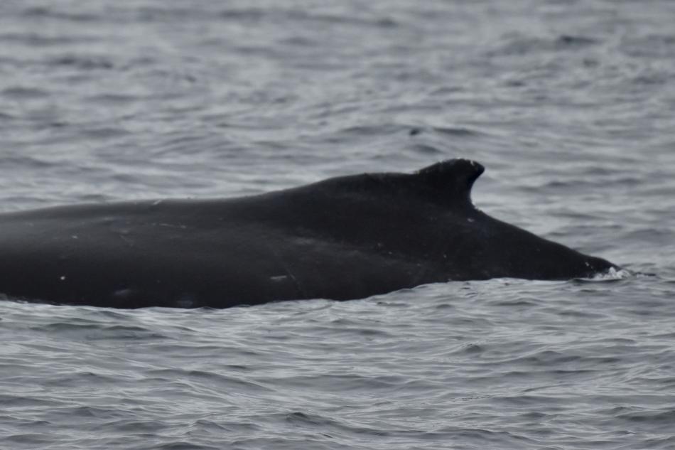 humpback whale