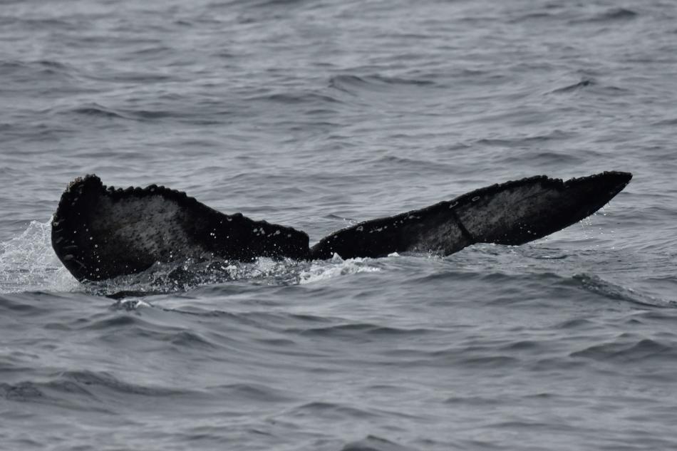 humpback whale fluke