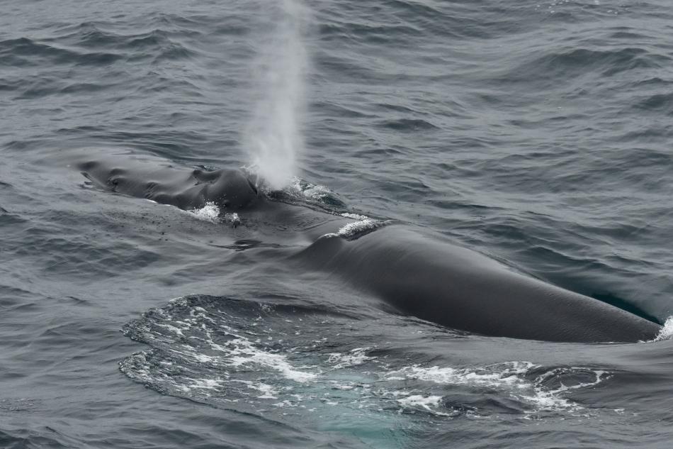 humpback whale