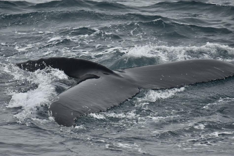 humpback whale fluke