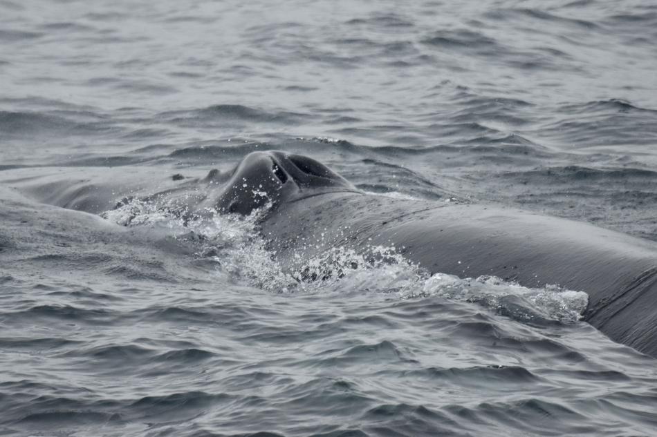 humpback whale