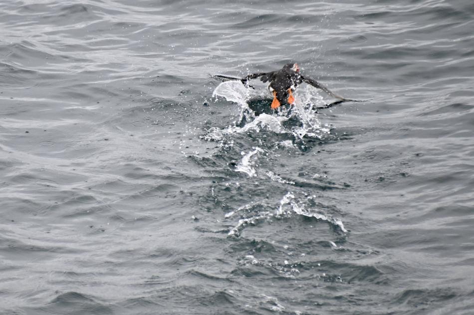puffin in flight
