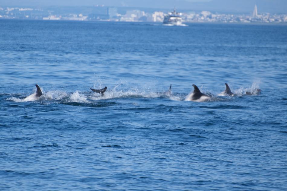 white-beaked dolphins