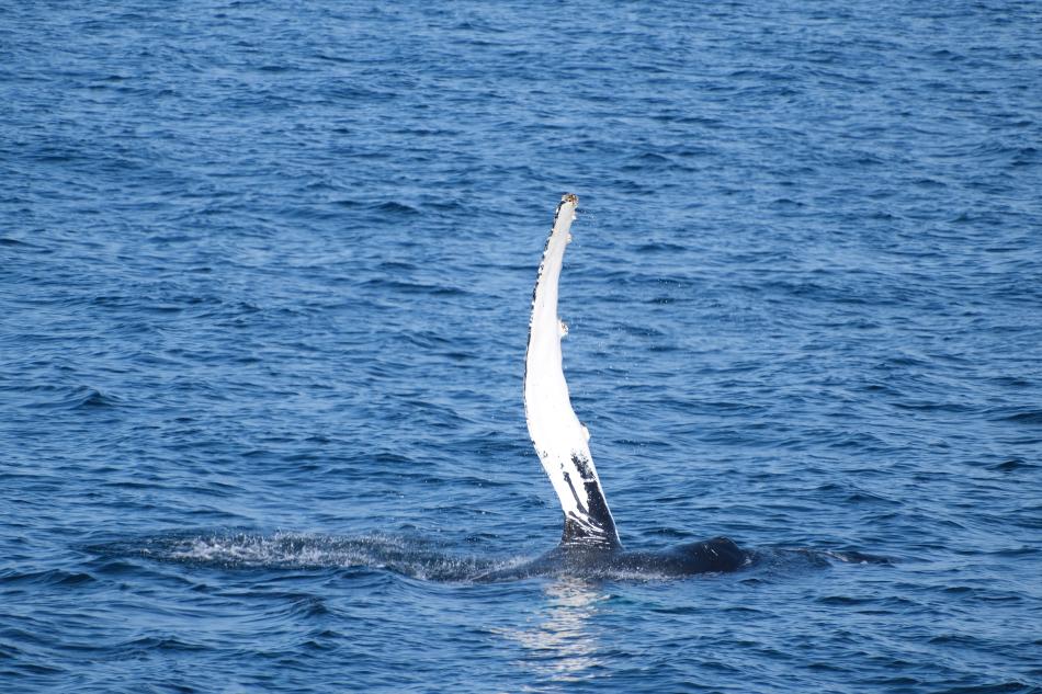 humpback whale pectoral fin