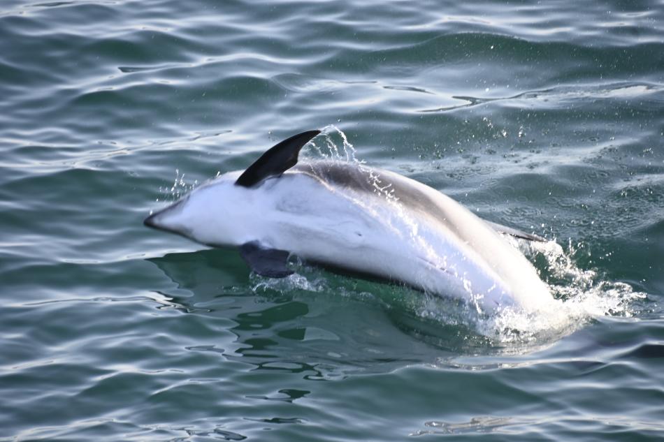 white-beaked dolphin