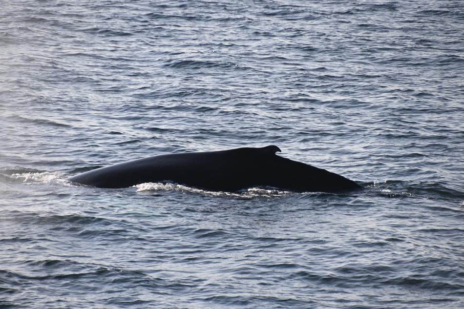 humpback whale dorsal fin