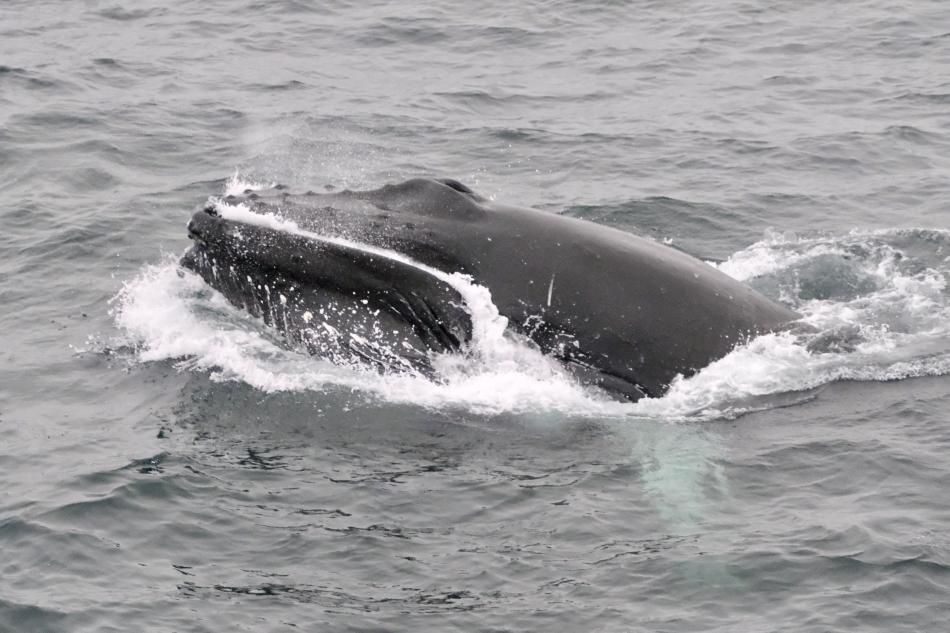 humpback whale lunge feeding