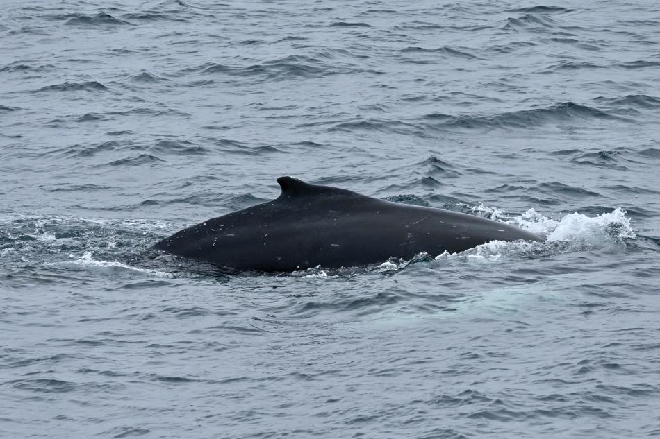 humpback whale dorsal fin