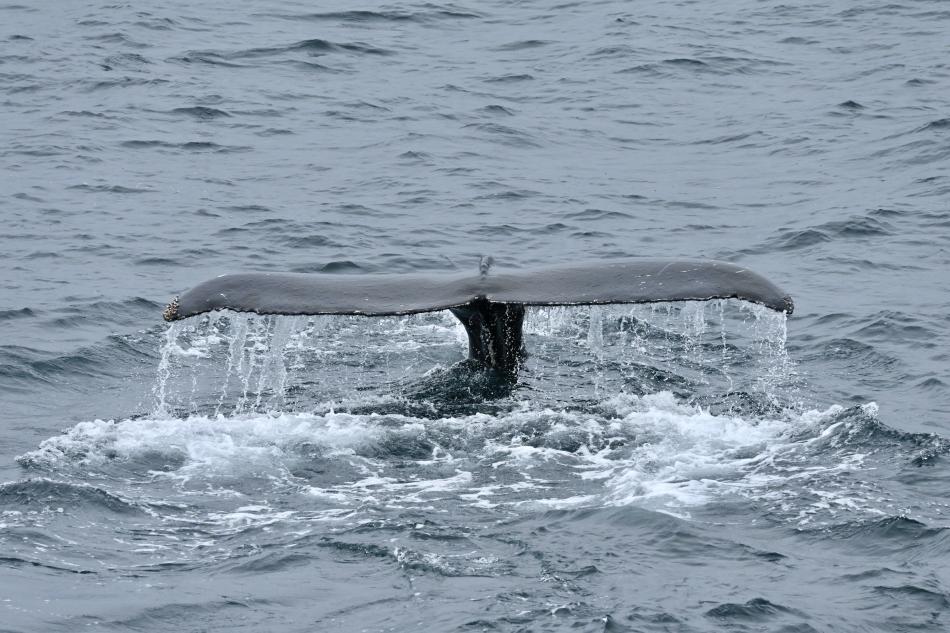 humpback whale fluke