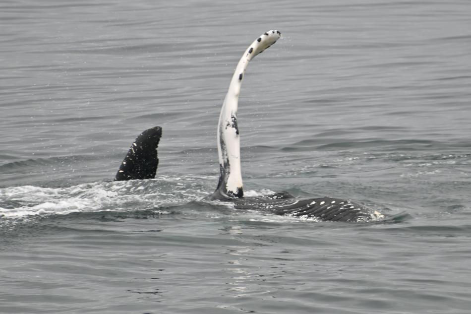 humpback whale pectoral fin