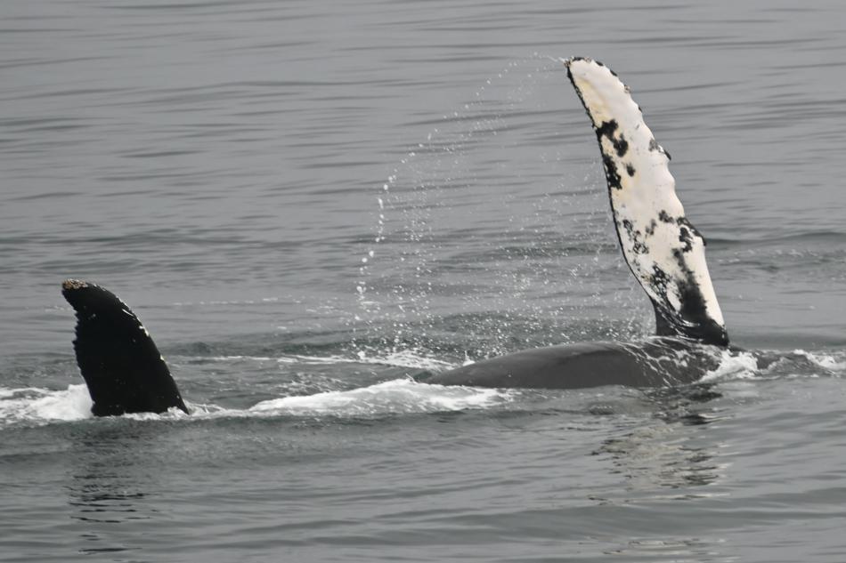 humpback whale pectoral fin