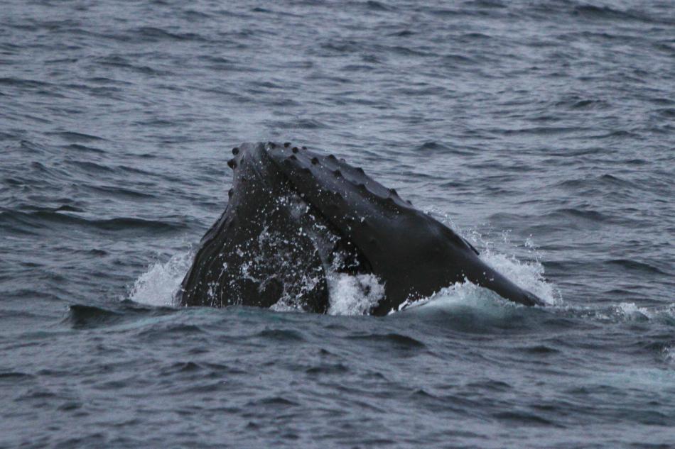 humpback whale