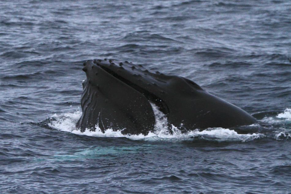 humpback whale