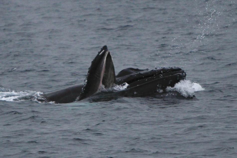 humpback whales lunge feeding