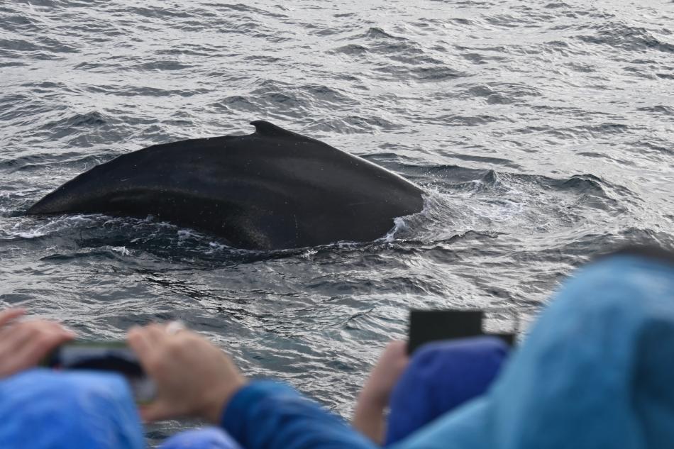 humpback whale with passengers