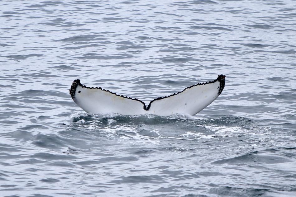 humpback whale fluke