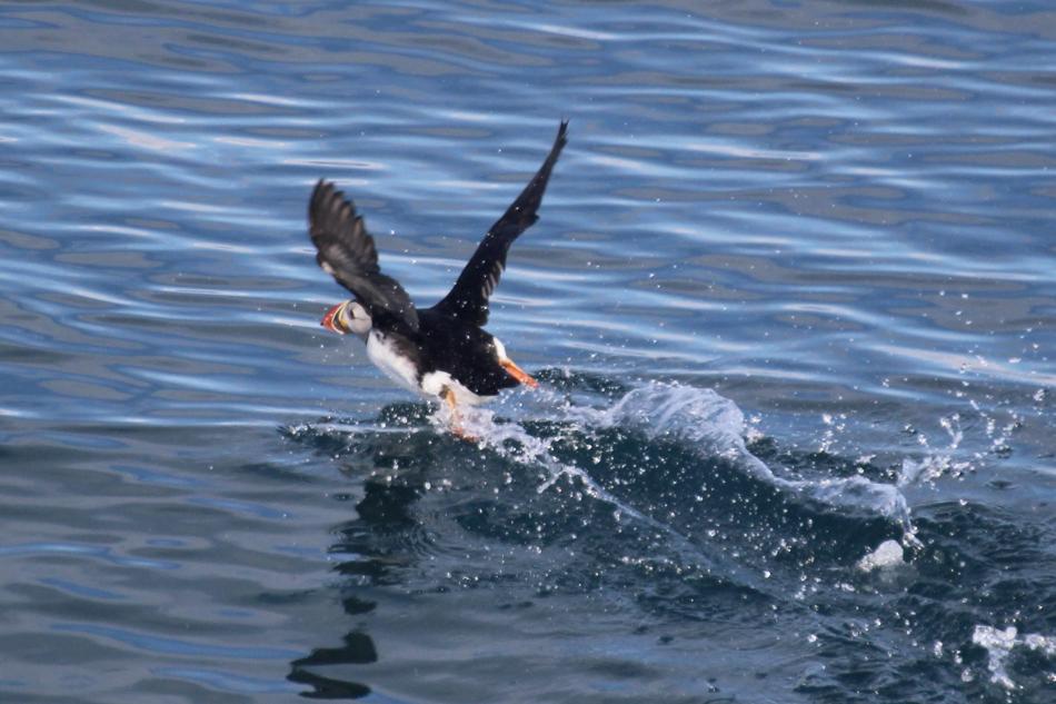 puffin in flight