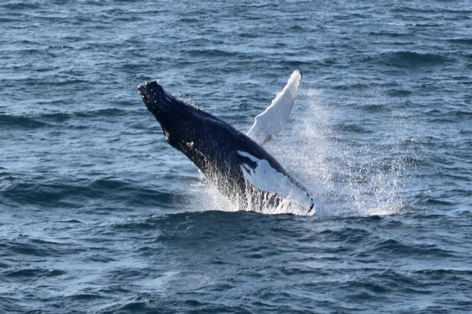 humpback whale breaching