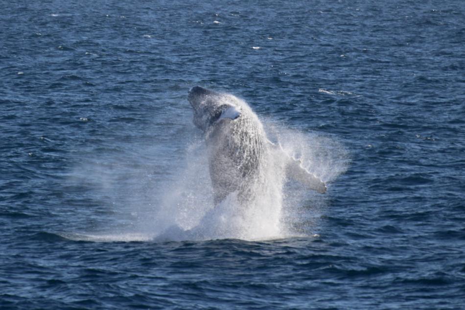 breaching humpback whale