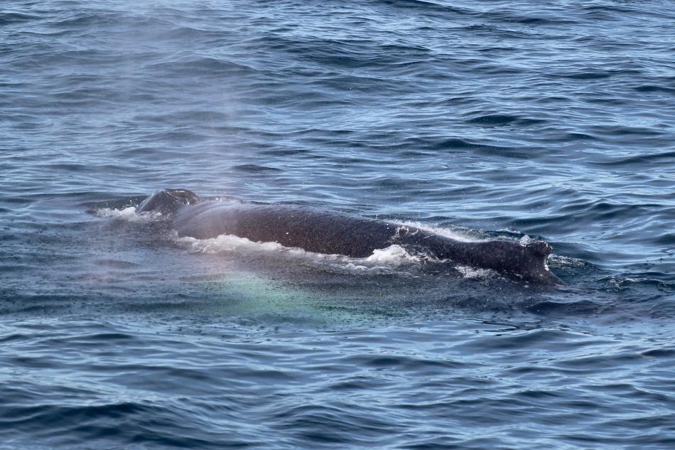 humpback whale rainbow