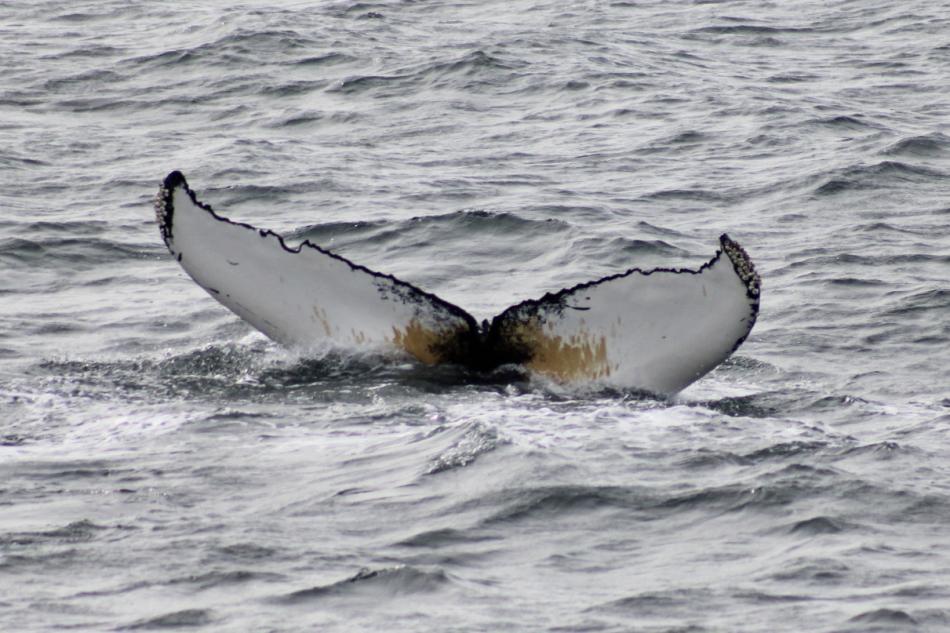 humpback whale fluke