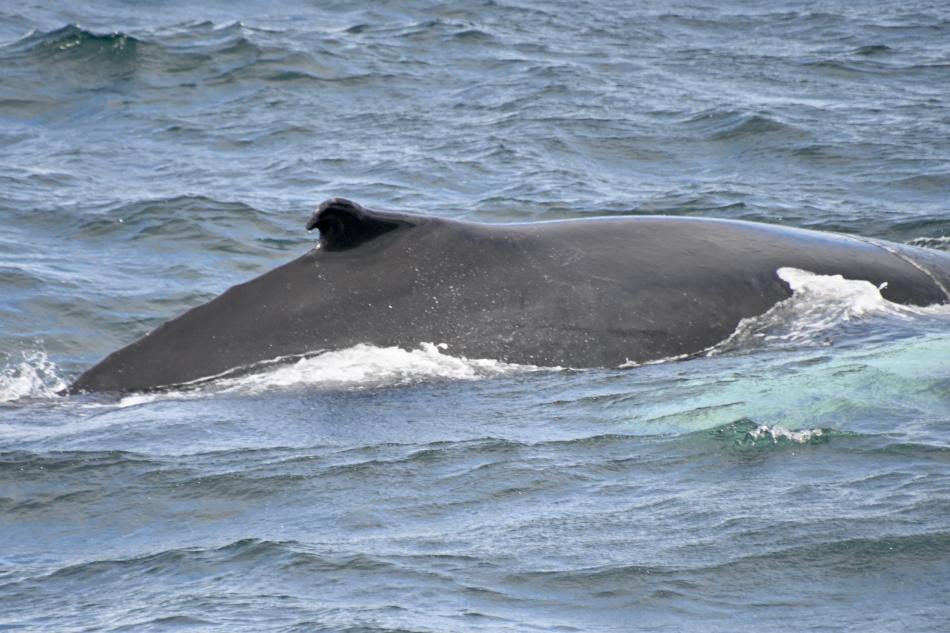 humpback whale dorsal fin