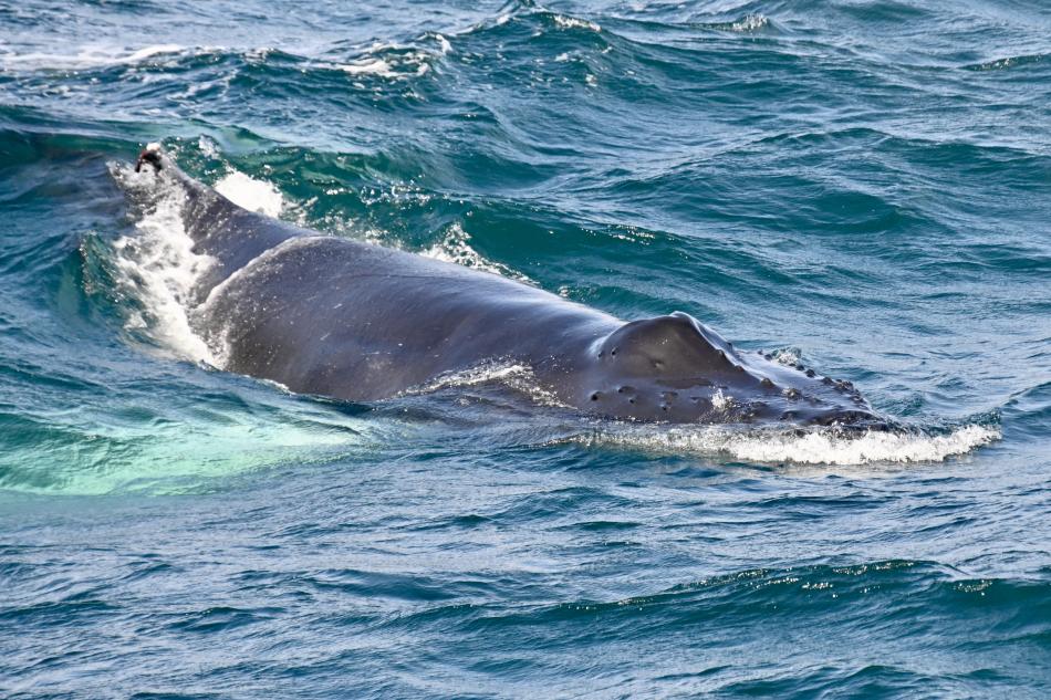 humpback whale rostrum