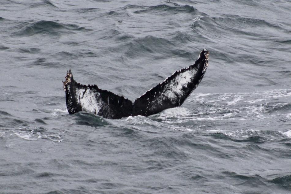 humpback whale fluke