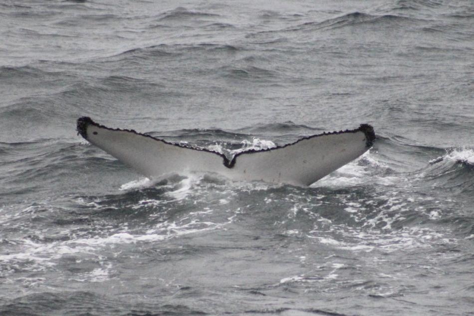 humpback whale fluke