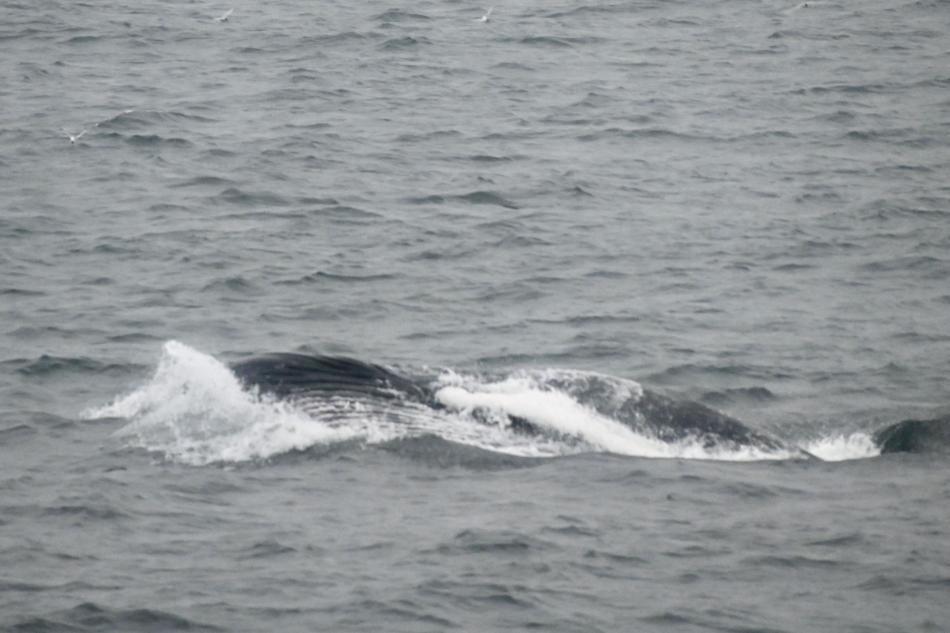 humpback whale rolling