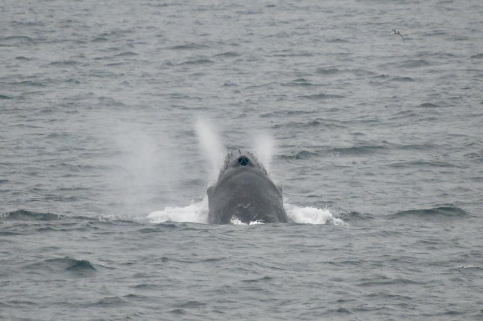 humpback whale lunge feeding