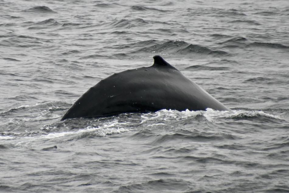 humpback whale dorsal fin