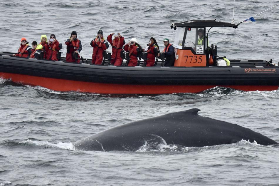 humpback whale in front of rib boat and passengers