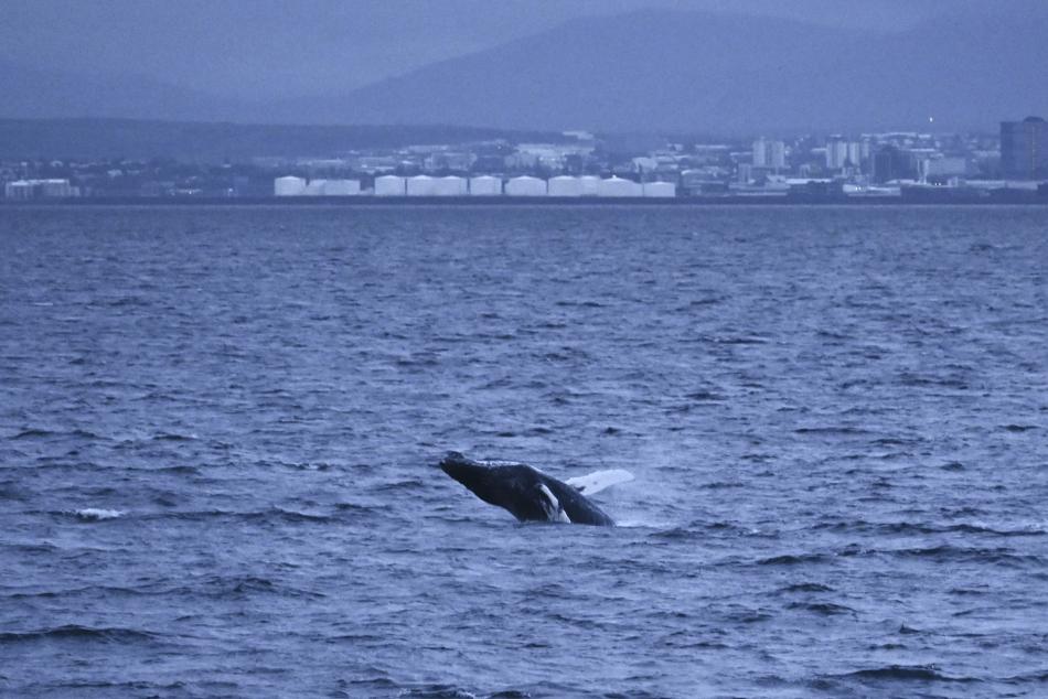 humpback whale breaching