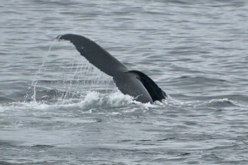 humpback whale fluke