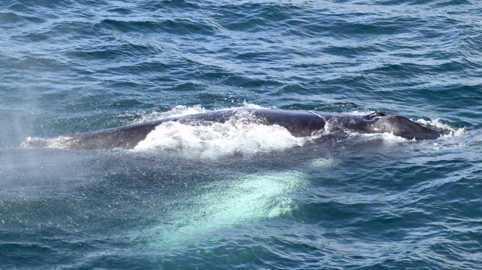 humpback whale