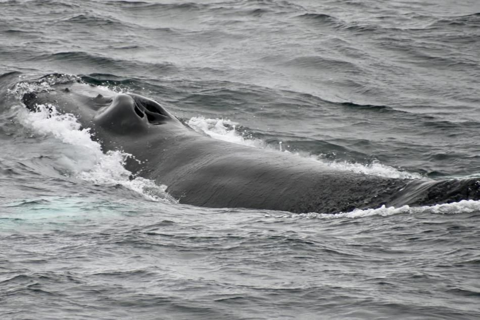 humpback whale
