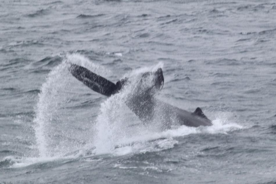humpback whale fluke