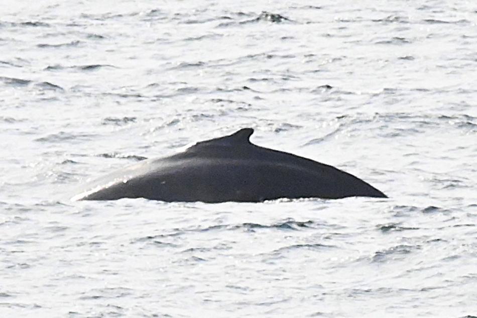 humpback whale dorsal fin