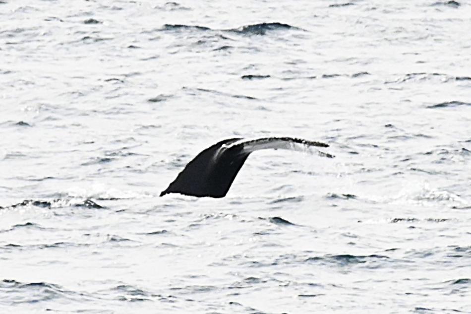 humpback whale fluke