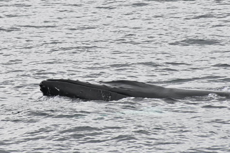 humpback whale