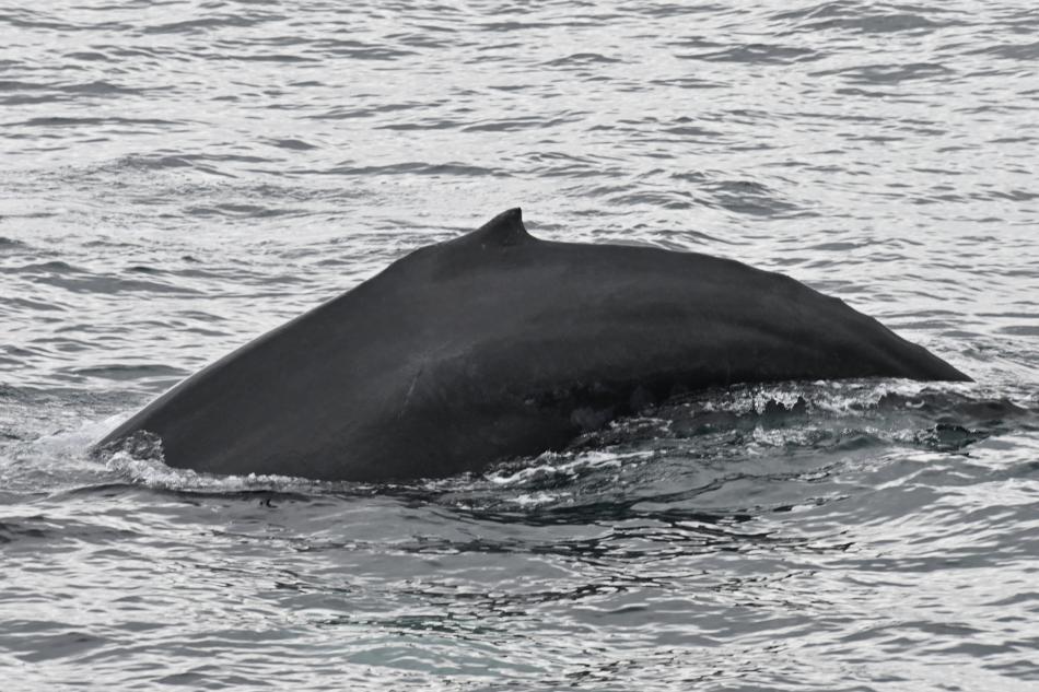 humpback whale