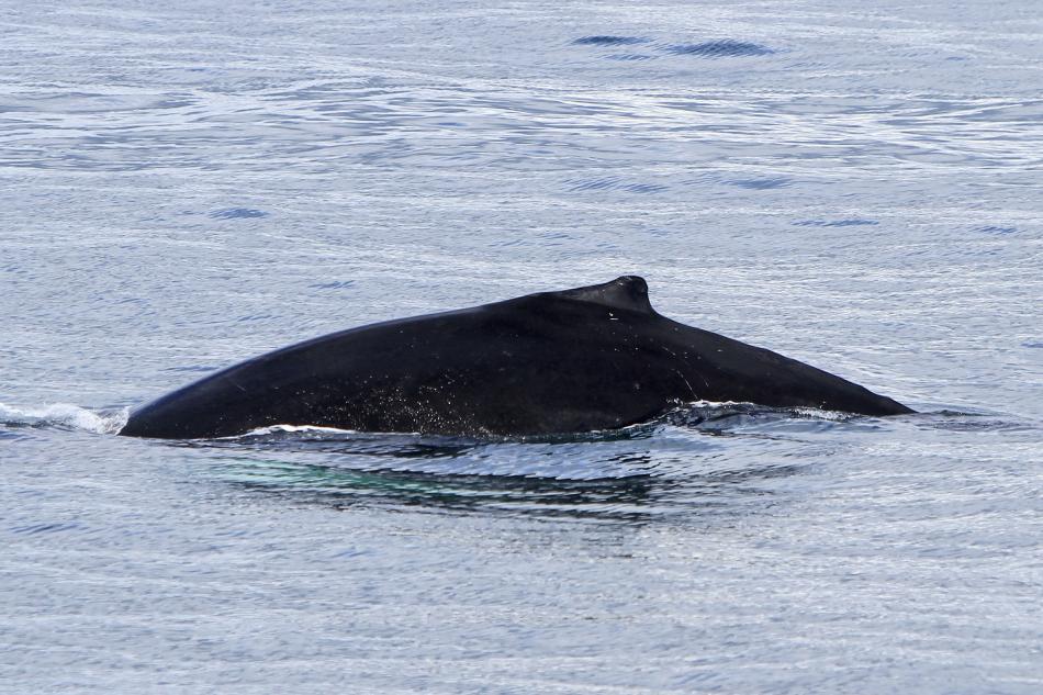 humpback whale dorsal fin