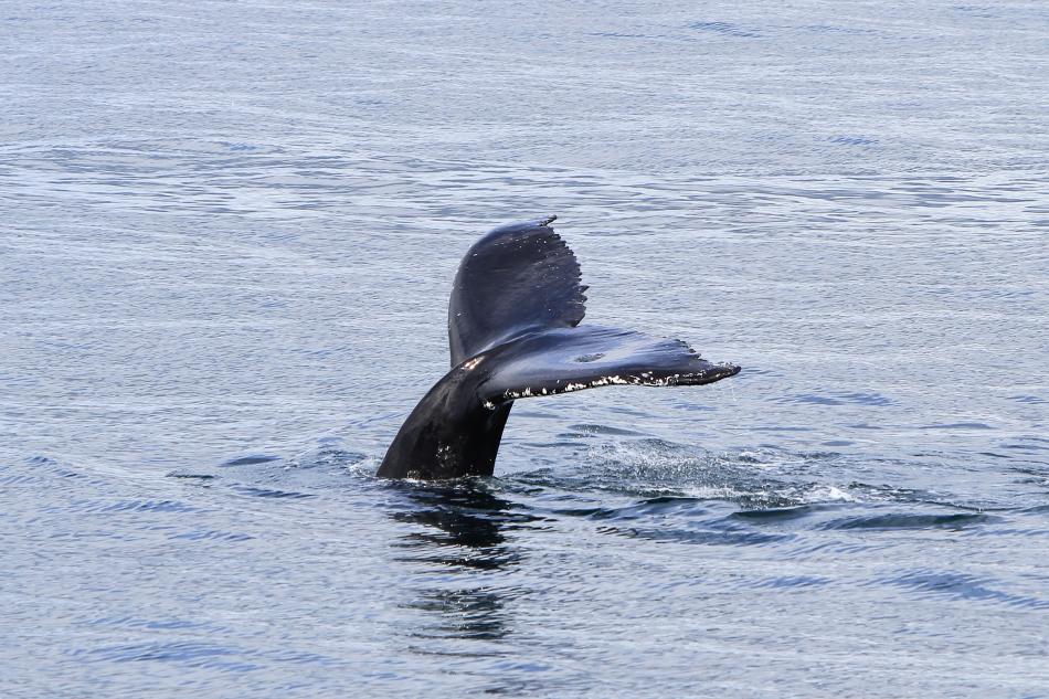 humpback whale fluke