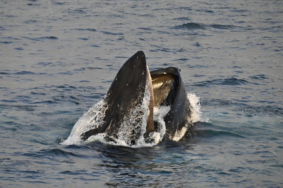 humpback whale lunge feeding