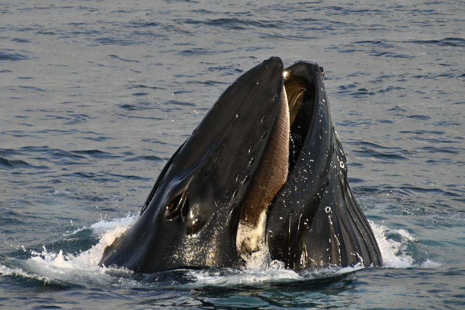 humpback whale lunge feeding / bubble net feeding