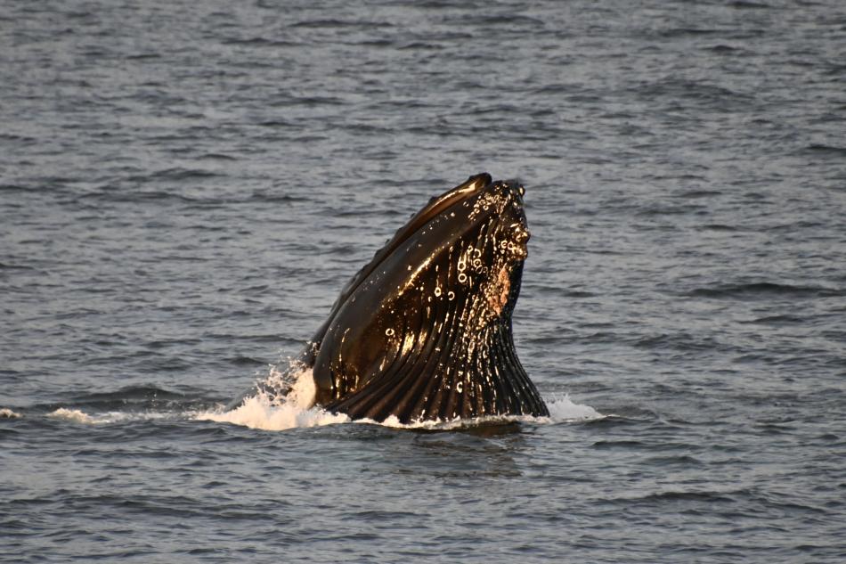 humpback whale lunge feeding