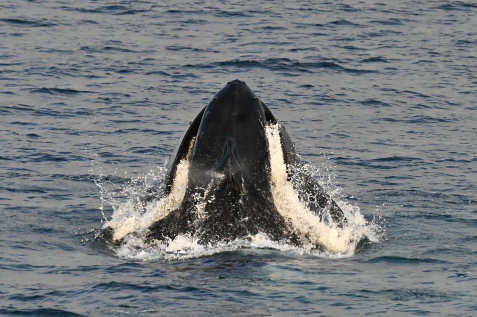 humpback whale lunge feeding