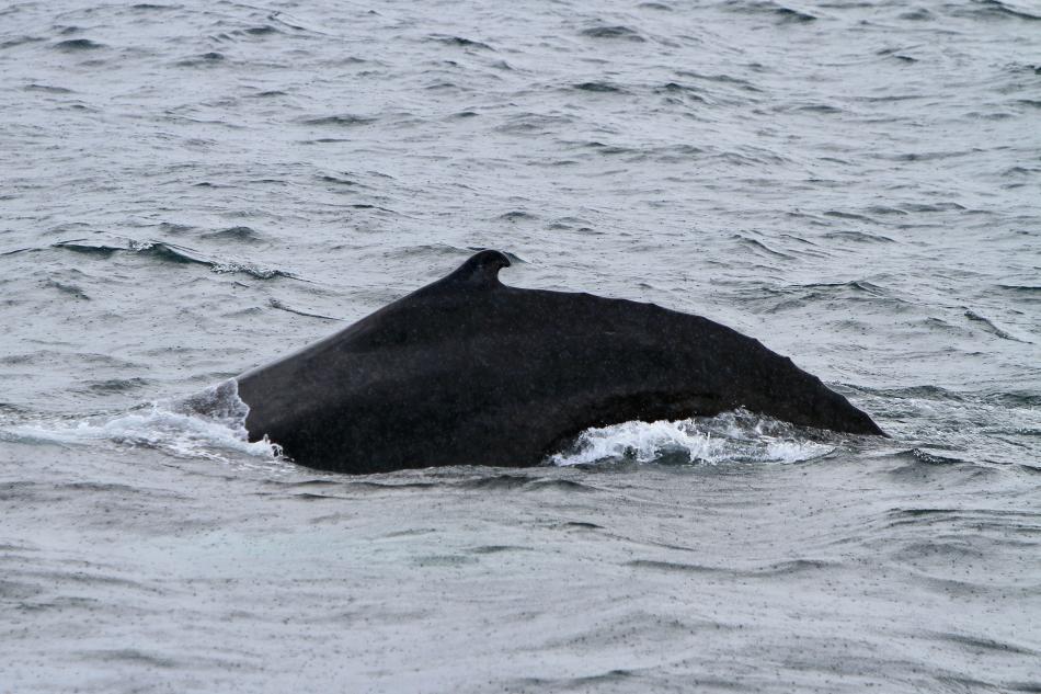 humpback whale dorsal fin