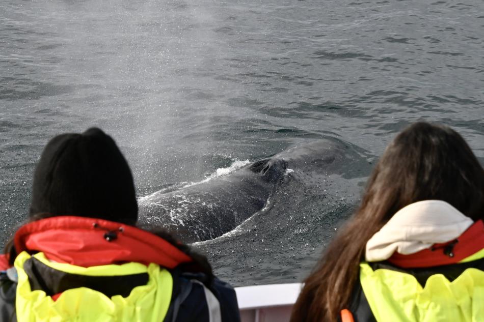Two passengers look upon a humpback whale surfacing between them. 
